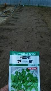 豆苗01.jpg